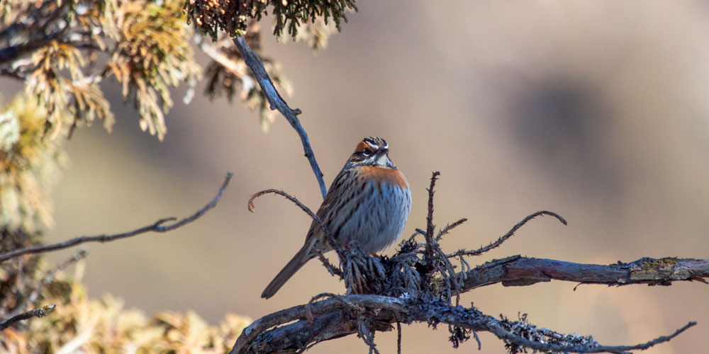 bird-watching-arround-kathmandu-valley-39 bird watching arround kathmandu-valley-39
